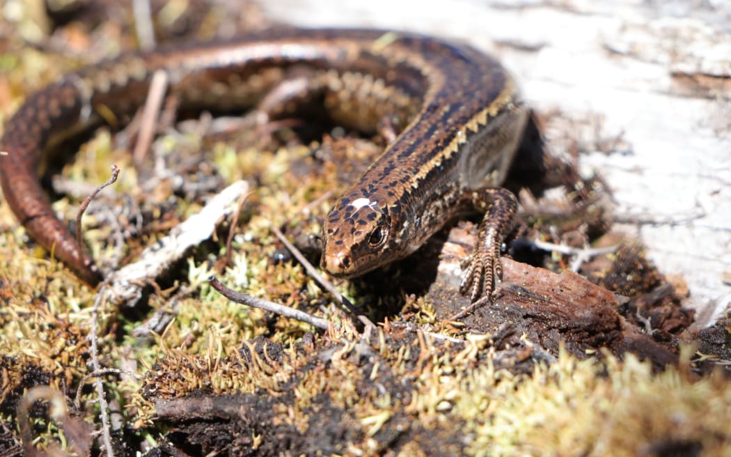 The critically endangered Alborn skink population has halved in less than two years