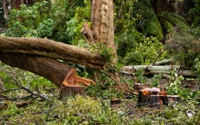 Thirty native trees at a Canal Road property in Avondale are facing the chop.