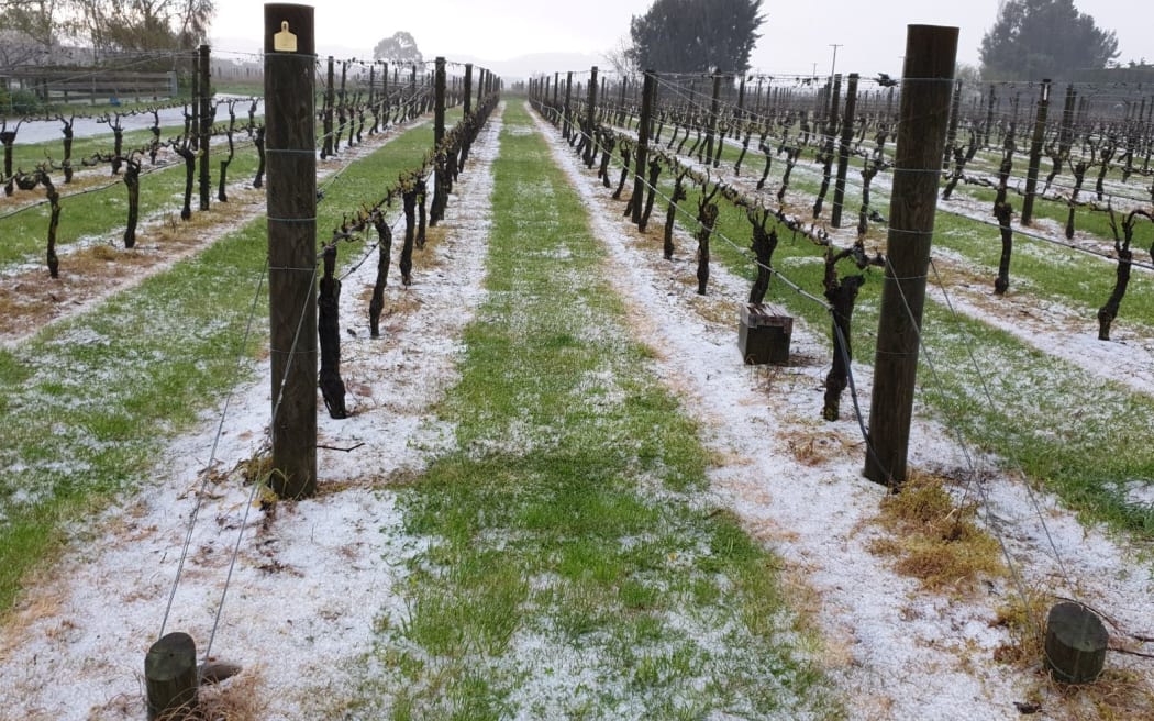 Chris Howell's vineyard had heavy hail lying beneath them, but those that are still yet to grow leaves were unharmed.