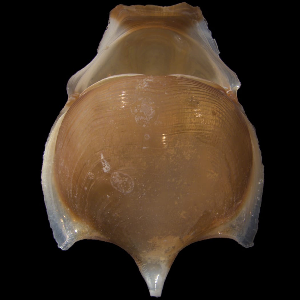 Cavolinia tridentata or sea butterfly