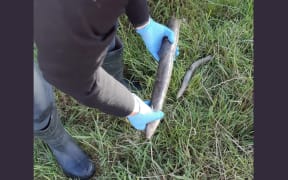 Environment Southland investigated the discovery of dead eels in the Low Burn Stream at Nicholson Road, Brydone.