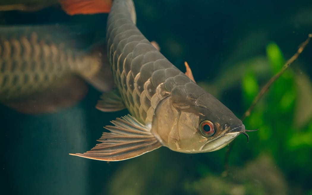 Dragon fish at Auckland Zoo have their own tank.