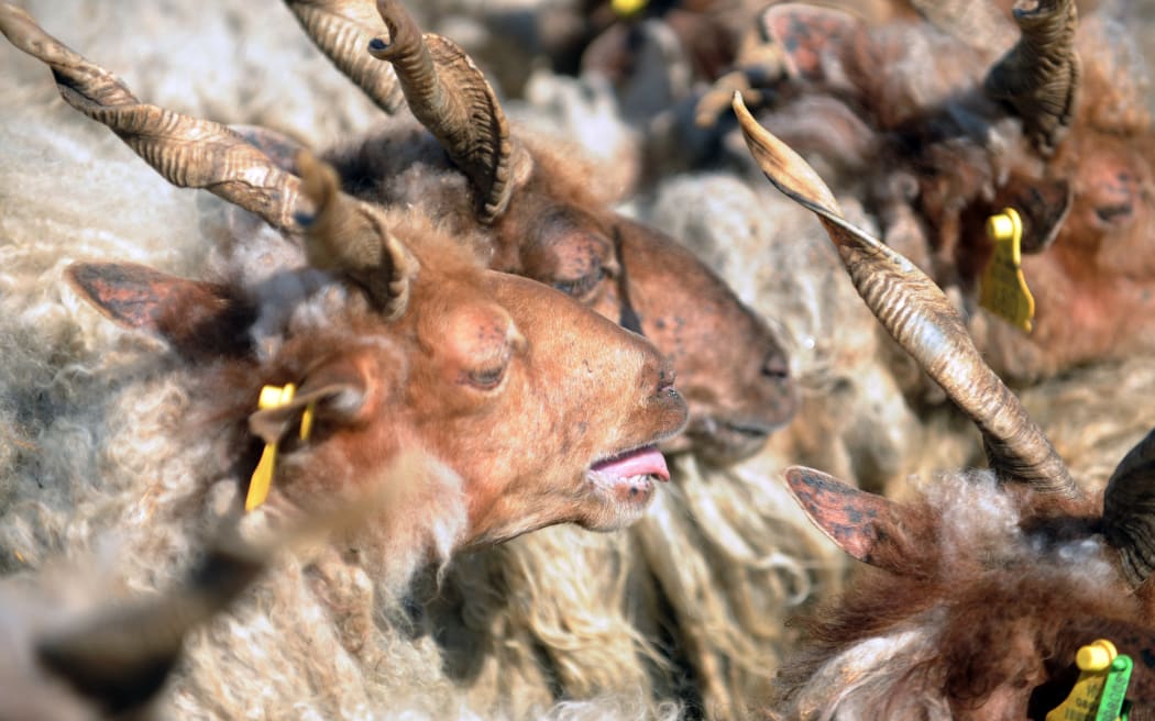 A flock of longwool sheep, known as 'racka sheep', is led by a Hungarian herdsman, known as a 'Gulya' and wearing traditional clothes, on a bridge in the village of Hortobagy, near the Hungarian Puszta on April 28, 2012, during traditional celebrations to mark Saint George's day, when the beginning of spring allows shepherds to herd their animals in the pastures of the Puszta.  AFP PHOTO / ATTILA KISBENEDEK (Photo by ATTILA KISBENEDEK / AFP)