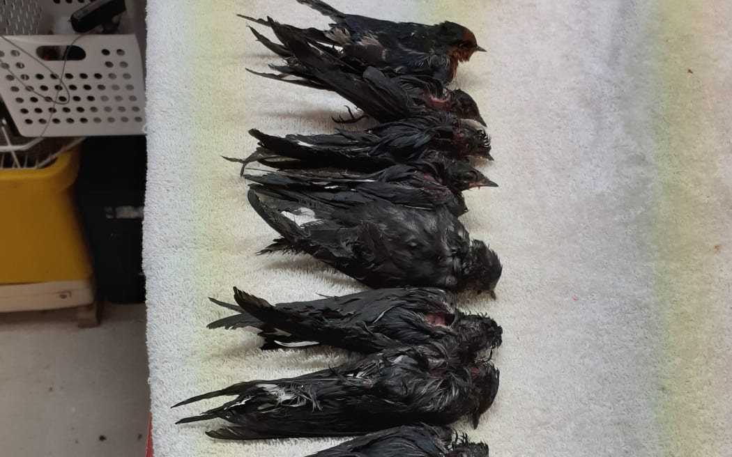 More than a dozen swallows were found coated in a glue-like substance near the city's Queensgate Shopping Centre.