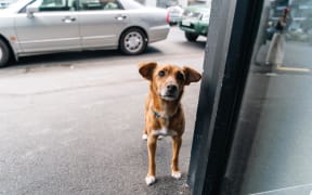 Jack Russell Pārore has been missing in Taranaki since New Years Eve after being spooked by fireworks