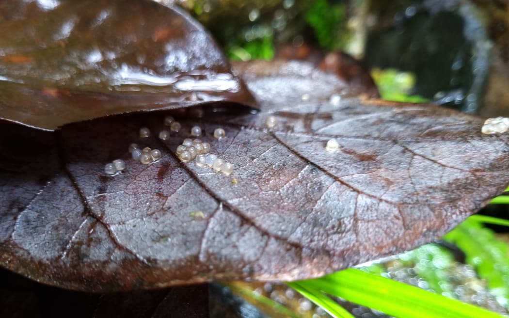 The shortjaw kōkopu is unusual among fish in that its eggs develop on land, such as here in the Waipoua Forest.