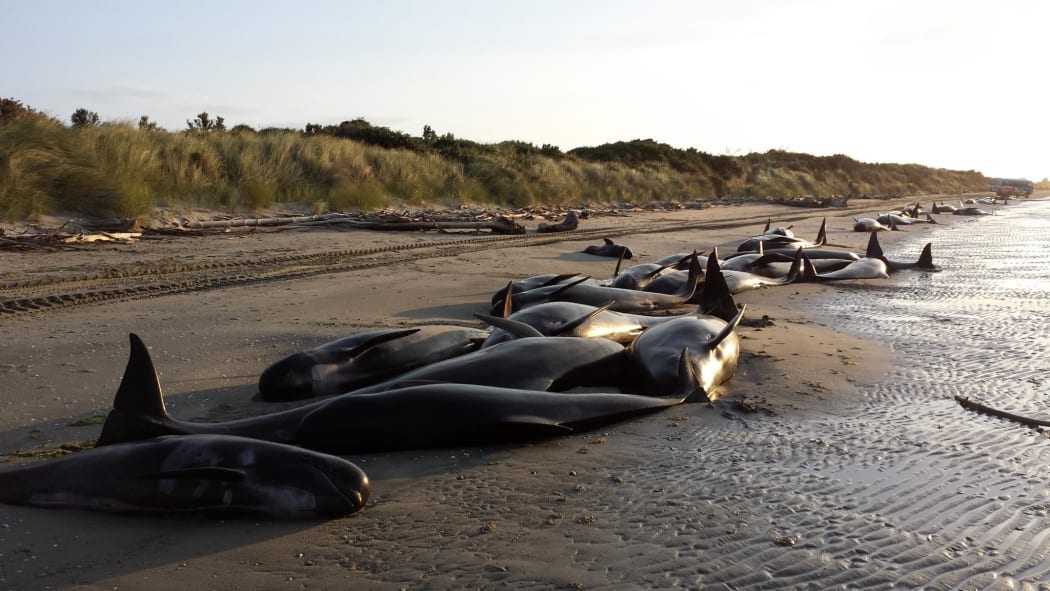 Whales