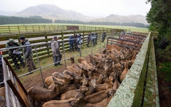 Deer sale at High Peak Station