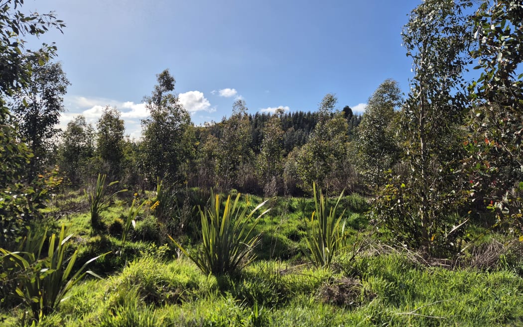 They grow about 46 different exotic and 30 different native species of trees across three farm sites.