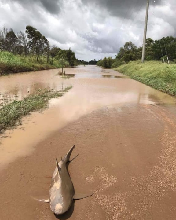 "Think it's safe to go back in the water?" Queensland Fire and Emergency asked. "Think again!"
