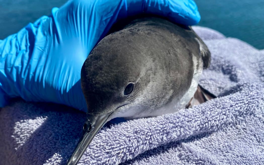 A Hutton’s shearwater receives a check over after being rescued. Photo: Kaikōura Wildlife Centre Trust