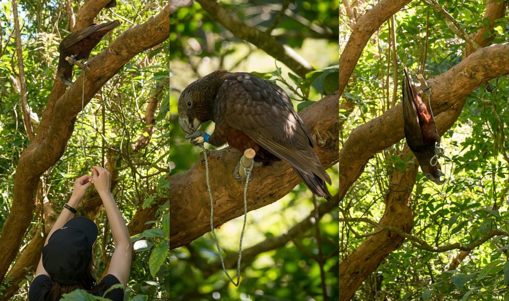 Kaka and the string pulling experiment
