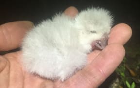 In the bumper 2019 kākāpō breeding season the first chick hatched in late January and the final chick hatched in late April.