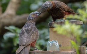 A pair of kākā with their beaks touching.