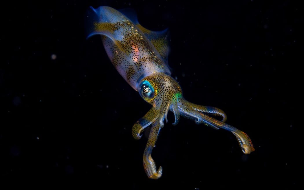 Cruz Erdmann: bigfin reef squid