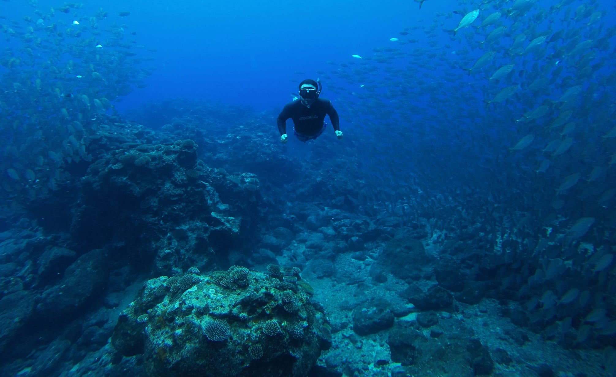 A snorkeler diving through a large school of fish at a coral reef