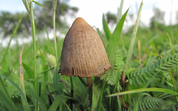 magic mushroom