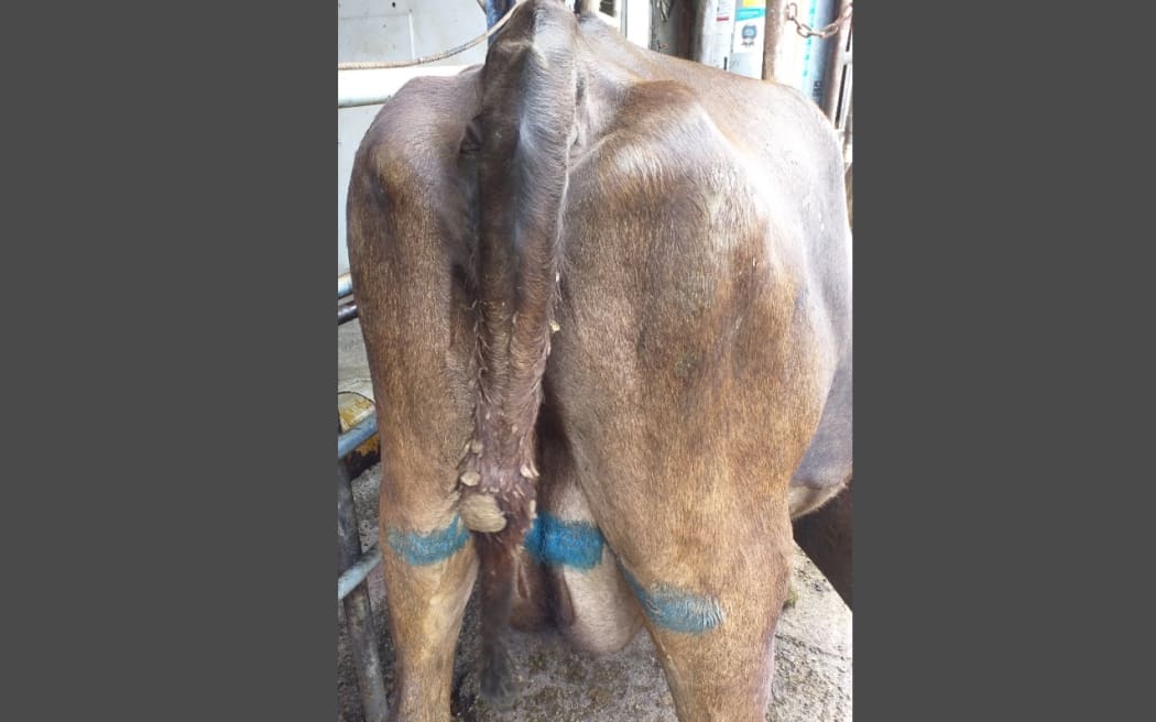 One of the cows with a tail injury inspected by a veterinarian. Mark Donald Richardson only admitted the animal abuse after pleading not guilty to the crime for more than two years.