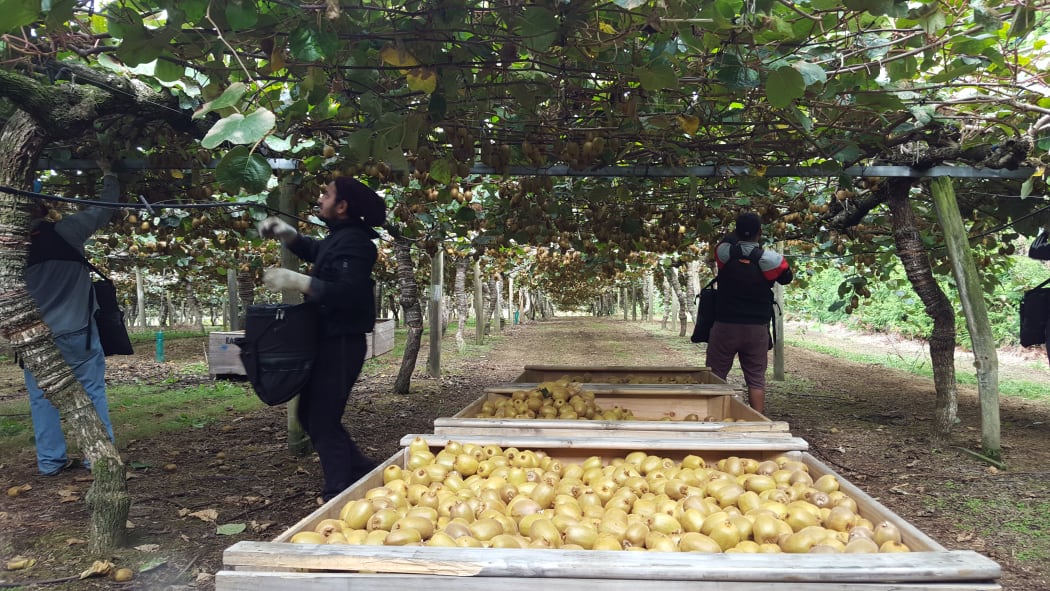 Physical distancing in kiwifruit orchard