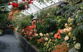 The Begonia House at Wellington Botanic Garden.