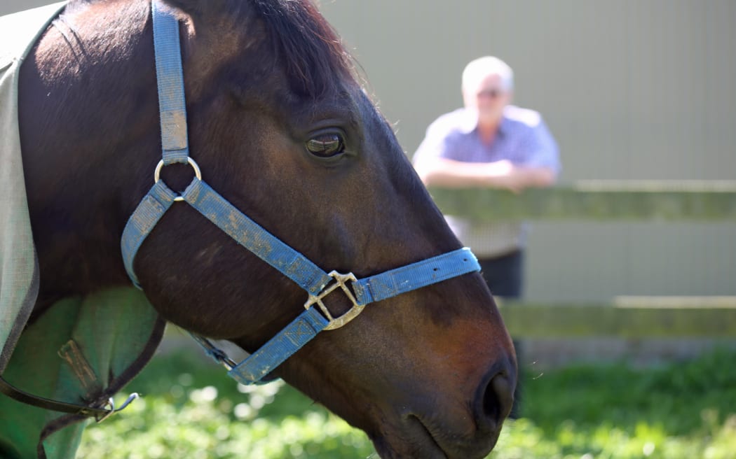 Alasdair Robertson looks on at the Awapuni stables.