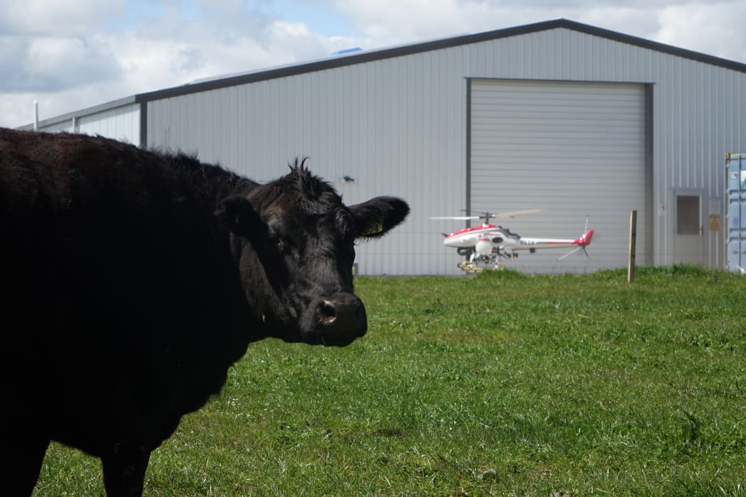 A local cow barely notices the drone touch down after completing its demonstration flight in Taranaki.