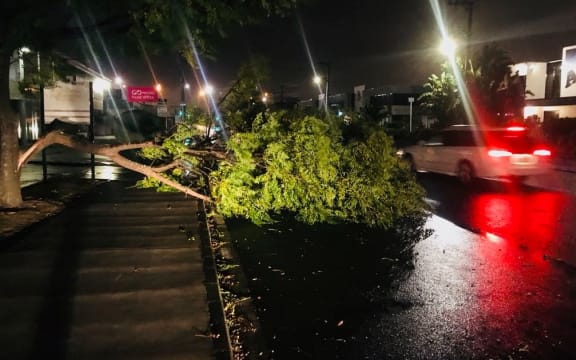 Severe wind has downed trees in Penrose, Auckland.