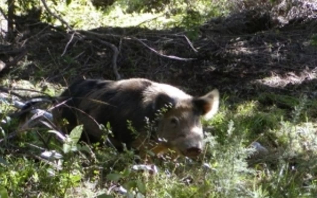 feral pig