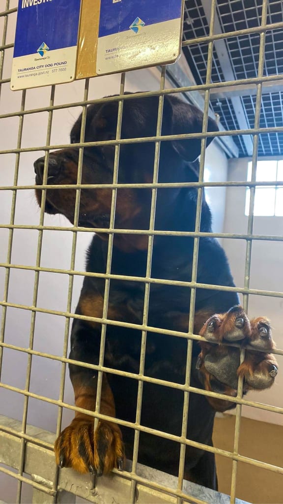 Chopper’s owner visited him four to five times a week while he was in the Tauranga City pound.