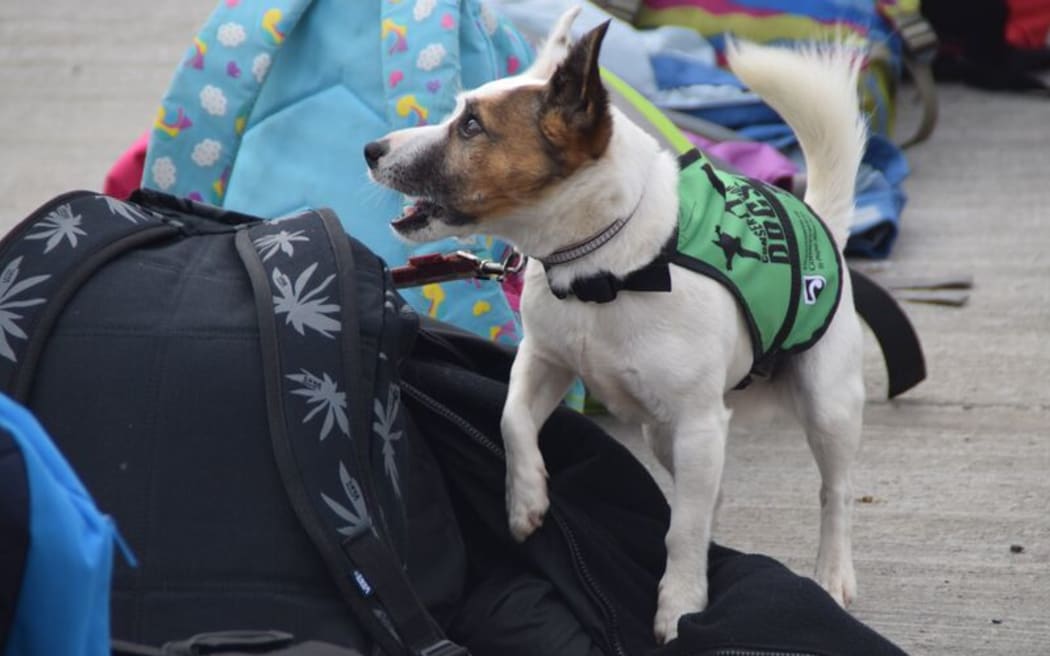Detector Gadget, a rodent dog, checks bags for rodents to protect Rakiura.
