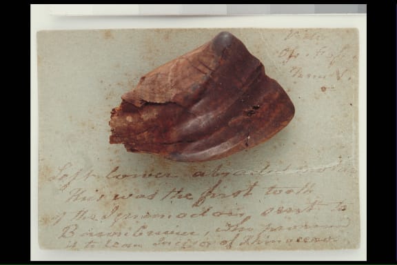 Fossil Iguanodon tooth, circa 132-137 million years ago. Gift of
the Mantell Family to Te Papa, Wellington