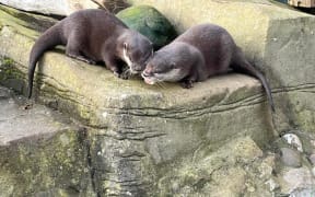 Otters in love