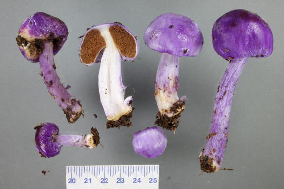 The purple pouch fungus, variously whole or cut in half to show pulpy interior