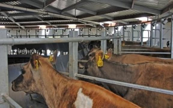 dairy farm