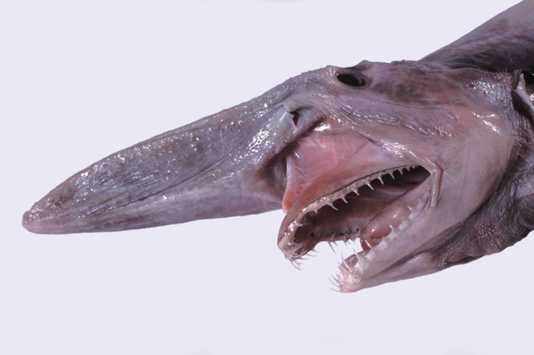Head of a juvenile Goblin Shark