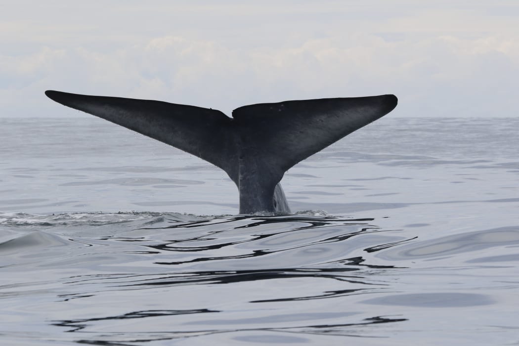 A blue whale shows its fluke as it dives deep in an area with abundant krill, in the South Taranaki bight.