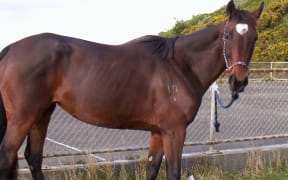 Rebecca Kay's horse, Jelly.
