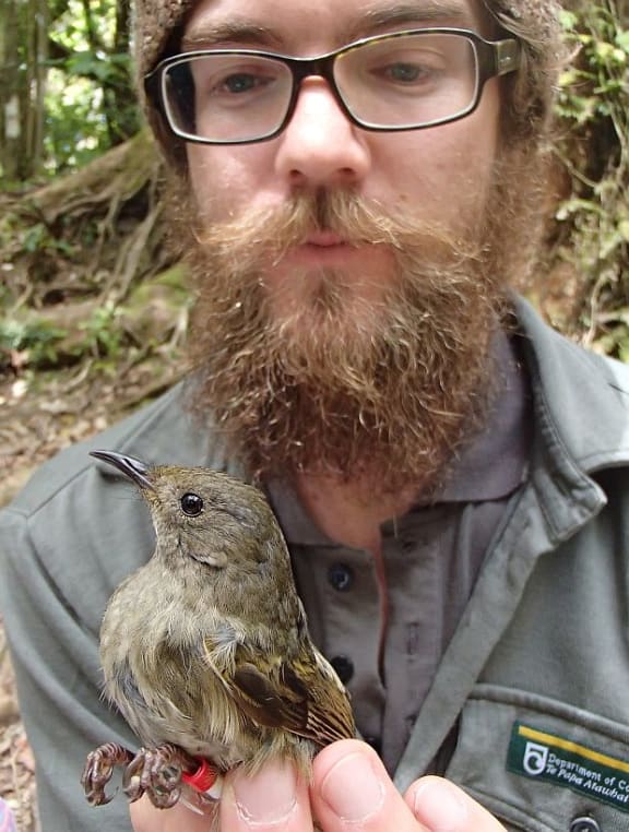 Ranger Nick Fisentzidis is responsible for the sugar water supplementary feeding programme, and for banding and monitoring the hihi population on Kapiti Island.