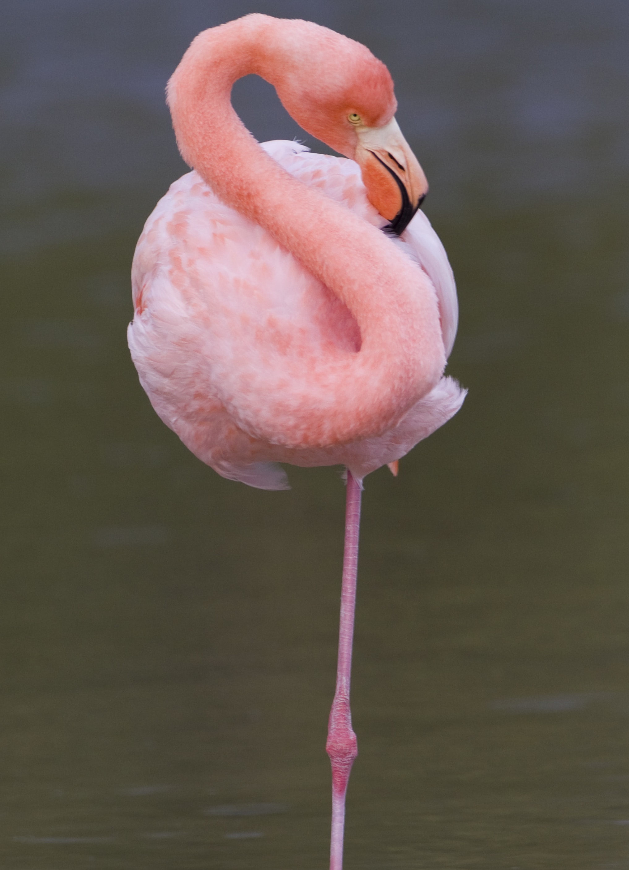 Standing flamingo