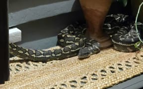 A two-and-a-half-metre snake crawled onto her bed at her Brisbane house. (Supplied: Rachel Bloor)