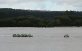 Floating silage bales at Roy Allen's Galatea farm.