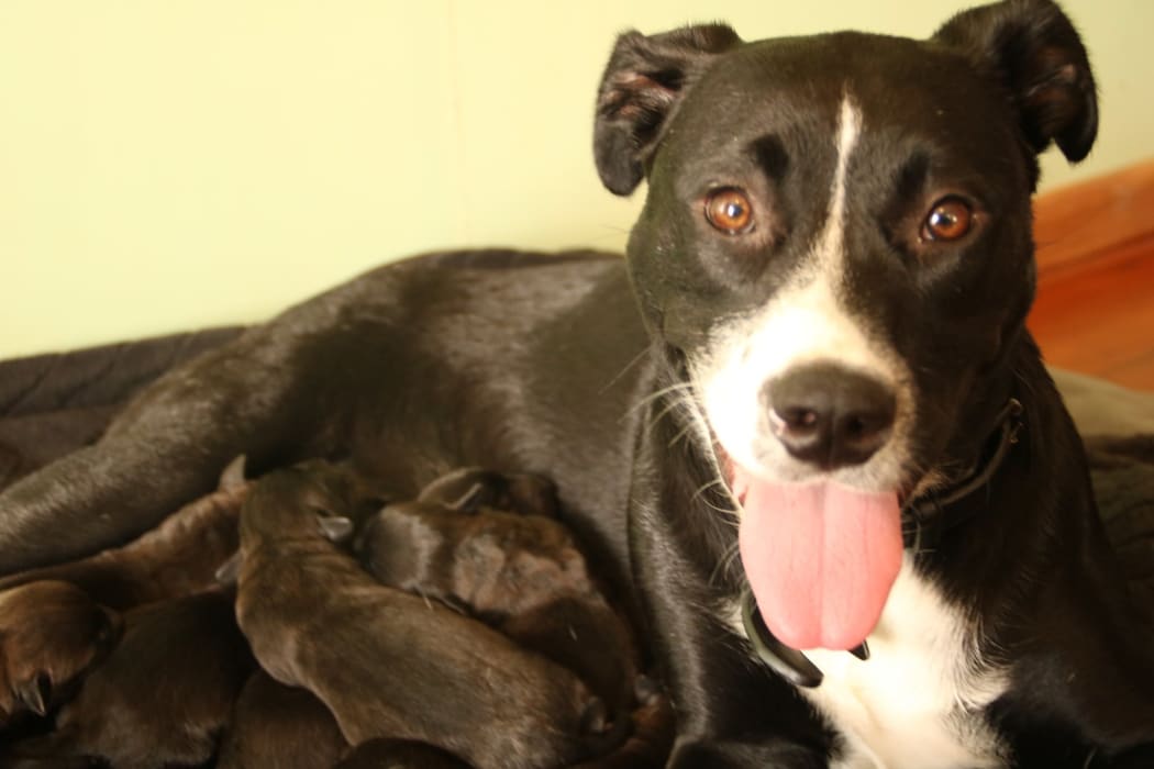 Bella and her puppies.