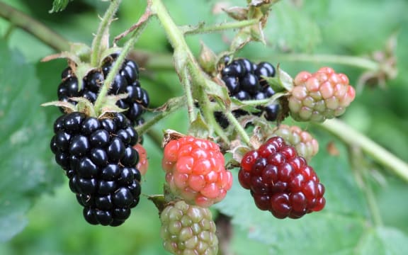 Ripe, ripening, and green blackberries