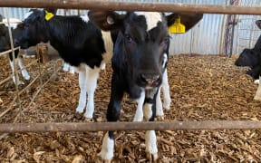 Calves are populating many sheds and paddocks across the country.