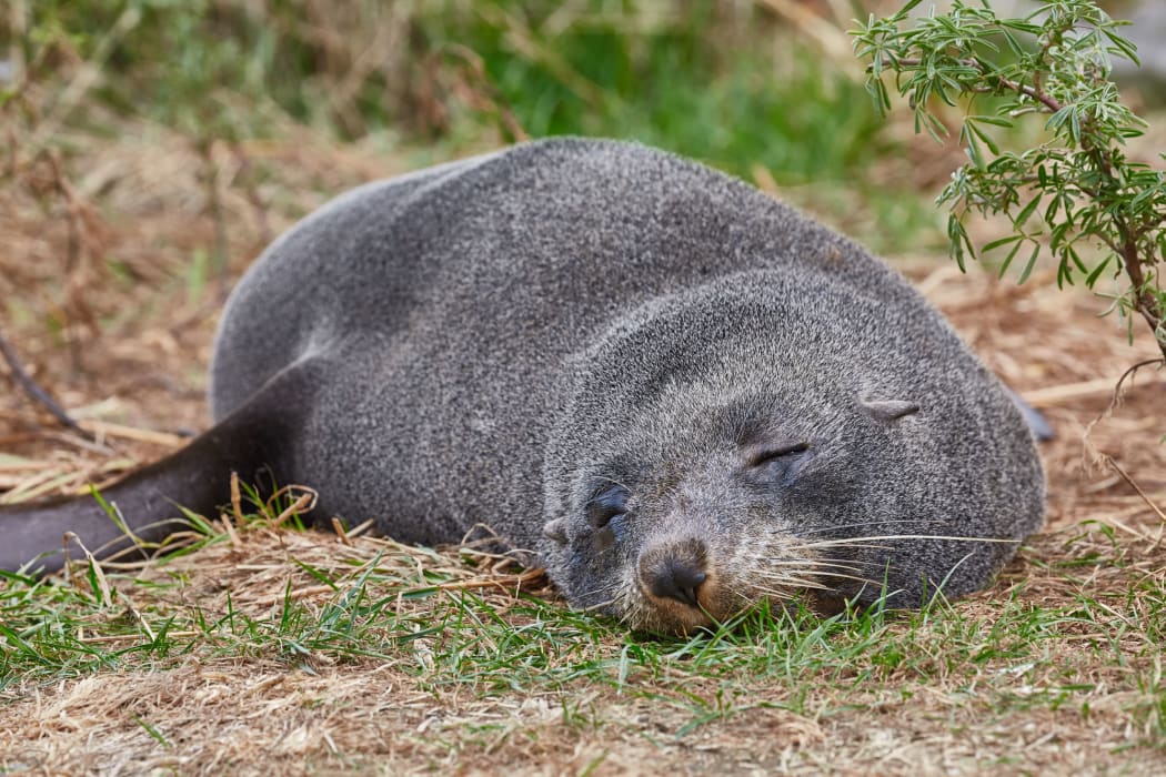 Cute young fur seal taking a nap