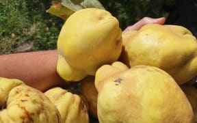 Quince harvest