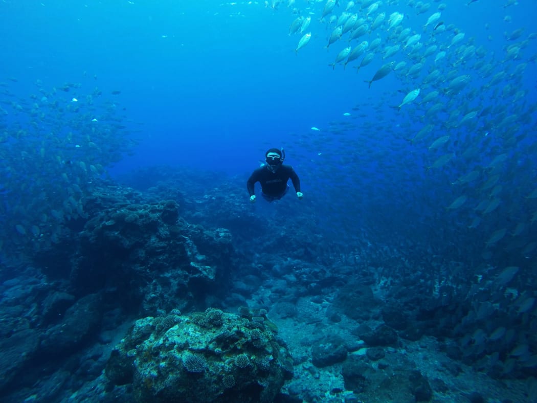 A snorkeler diving through a large school of fish at a coral reef