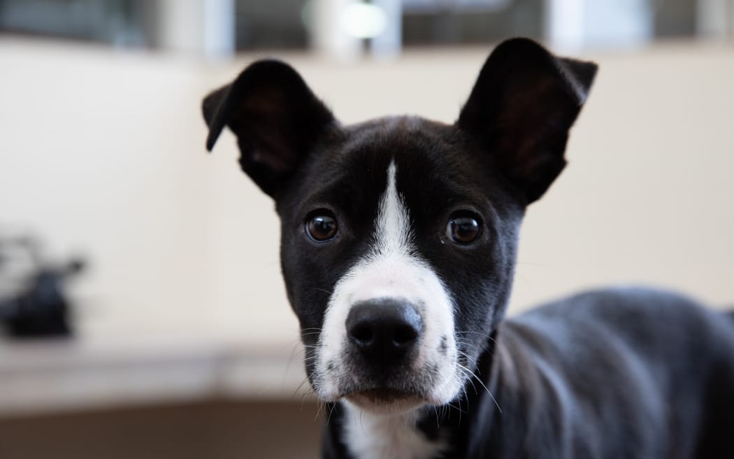 Puppies up for adoption at SPCA Auckland in Mangere.
