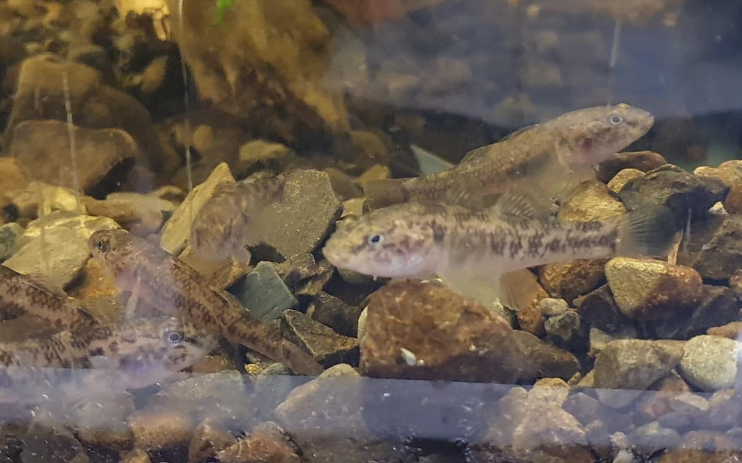 Small mottled brown fish gather near pebbles on the bottom of an aquarium tank.