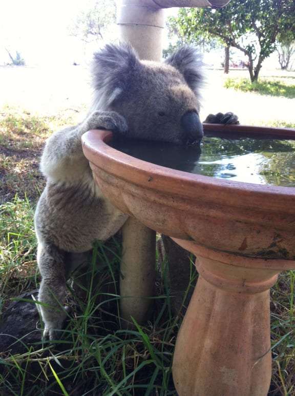 A koala drinks from a bird bath at a rural property in Gunnedah, Australia.